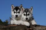 SIBERIAN HUSKY 710